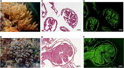 Stranger Things: Organismal Traits of Two Octocorals Associated With Singular Symbiodiniaceae in a High-Latitude Coral Community From Northern Taiwan